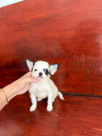 ชิวาวา (Chihuahua) เล็ก ชิวาว่าขนยาว