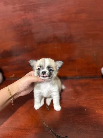 ชิวาวา (Chihuahua) เล็ก ชิวาว่าขนยาว 