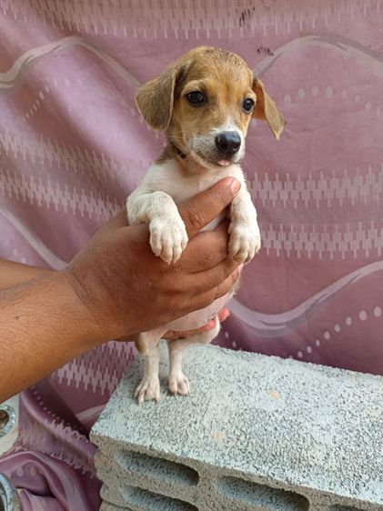 บีเกิล (Beagle) เล็ก บีเกิ้ลผสมชิวาวา