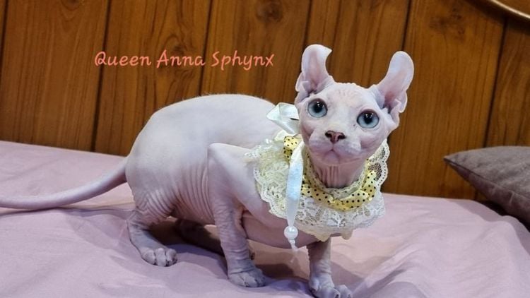 สฟิงซ์  (sphynx) แมวSphynx(Elf Cat) เพศเมีย