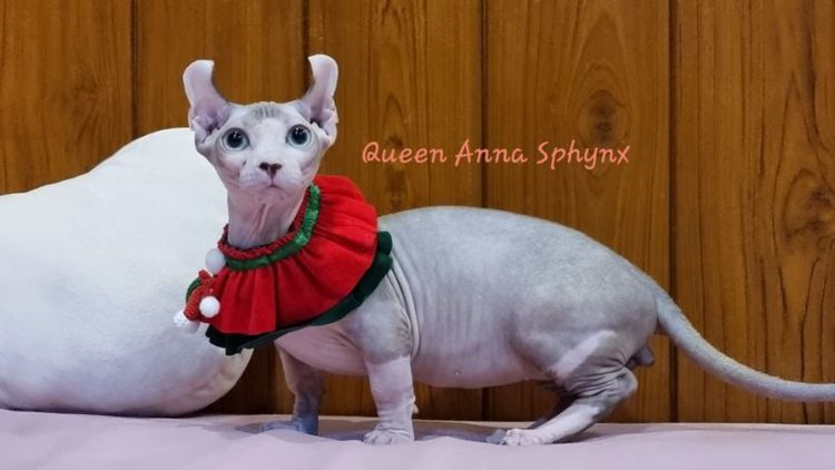 สฟิงซ์  (sphynx) แมวSphynx(Dwelf Cat) เพศผู้