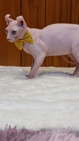 แมวSphynx(Elf Cat) เพศผู้ รูปที่ 5