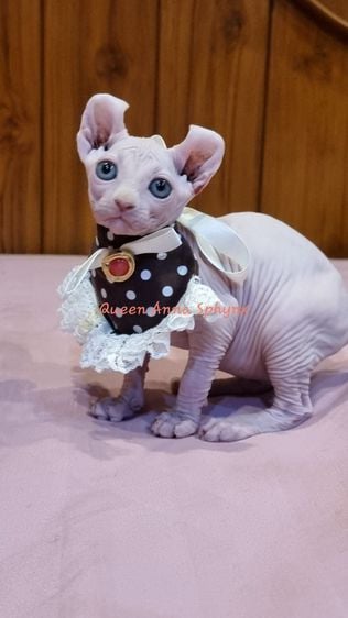 แมวSphynx(Elf Cat) เพศเมีย รูปที่ 1