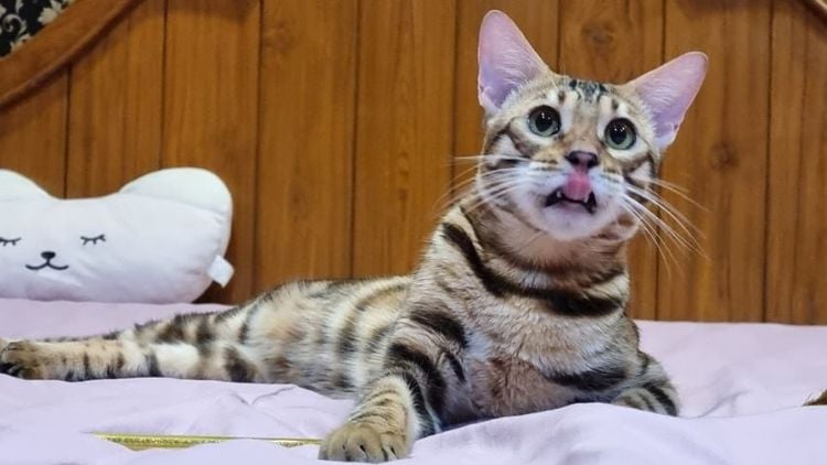 เบงกอล (Bengal House Cat) แมวเบงกอล เพศผู้