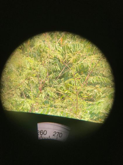 กล้องส่องทางไกลทหารของอเมริกา Military Binocular Swift Sea King 7x50 Green Military Color Made In Usa ยาว 7นิ้ว กว้าง7นิ้ว รูปที่ 2