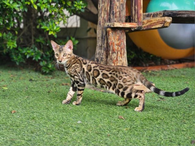 เบงกอล (Bengal House Cat) ลูกแมวเบงกอล 4.5 เดือน ลายสวยๆคมๆ