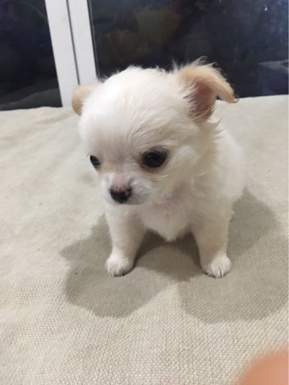 ชิวาวา (Chihuahua) เล็ก ลูกหมาชิวาวา