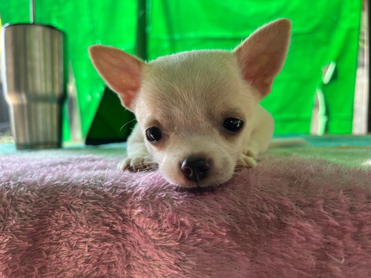 ชิวาวา (Chihuahua) เล็ก ชิวาว่าเเท้