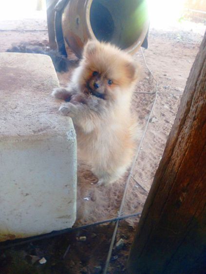 ปอมเมอเรเนียน (Pomeranian) เล็ก ปอมแท้