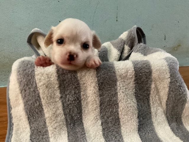 ชิวาวา (Chihuahua) เล็ก น้องชิวาว่าขนยาวอายุ1เดือนเลี้ยงเองอายุ1เดือนปล่อยเบาๆสอบถามโทร0911546181ค่ะ