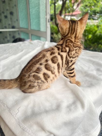 เบงกอล (Bengal House Cat) ขายน้องแมวเบงกอล อายุ 2 เดือนครึ่ง สนใจสอบถามได้นะค่ะ