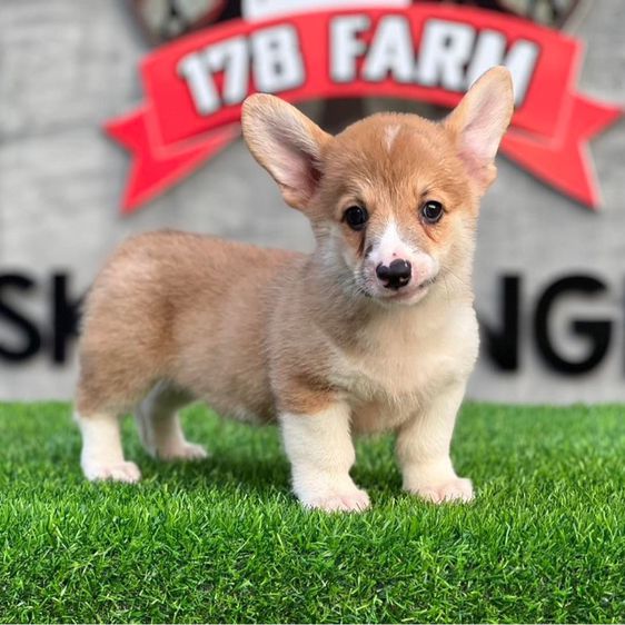 ลูกสุนัขคอร์กี้ เกรดนำเข้า พร้อมใบ รูปที่ 6