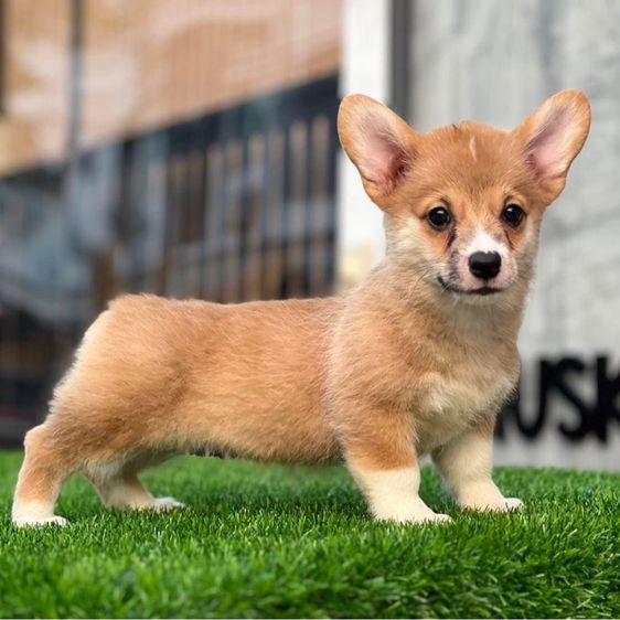 ลูกสุนัขคอร์กี้ เกรดนำเข้า พร้อมใบ รูปที่ 5