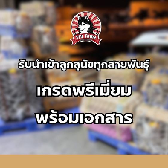 ลูกสุนัขคอร์กี้ เกรดนำเข้า พร้อมใบ รูปที่ 9