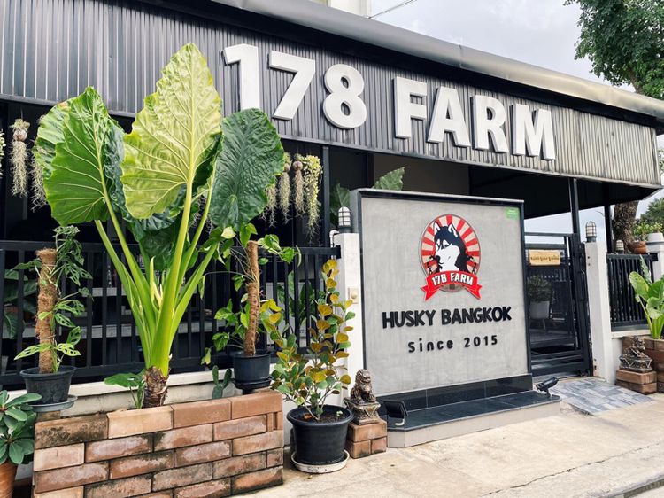 ลูกสุนัขคอร์กี้ เกรดนำเข้า พร้อมใบ รูปที่ 16