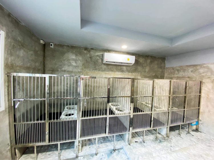 ลูกสุนัขคอร์กี้ เกรดนำเข้า พร้อมใบ รูปที่ 18