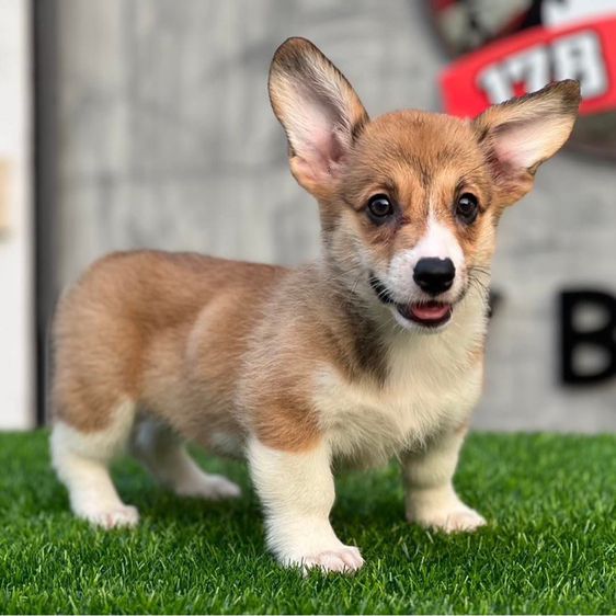 ลูกสุนัขคอร์กี้ เกรดนำเข้า พร้อมใบ รูปที่ 4