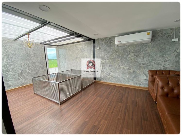 ลูกสุนัขคอร์กี้ เกรดนำเข้า พร้อมใบ รูปที่ 12