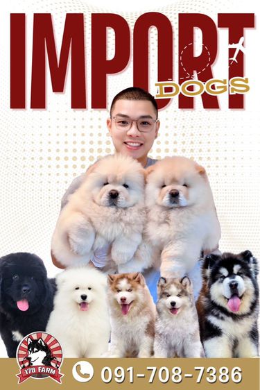 ลูกสุนัขคอร์กี้ เกรดนำเข้า พร้อมใบ รูปที่ 7