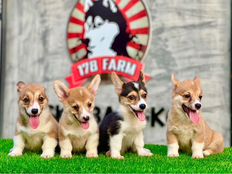 ลูกสุนัขคอร์กี้ เกรดนำเข้า พร้อมใบ รูปที่ 2