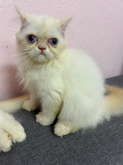 เปอร์เซีย (Persian) ลูกแมวหิมาลัยเรดพ้อยพันธุ์แท้ ตาฟ้า ดญ🐱