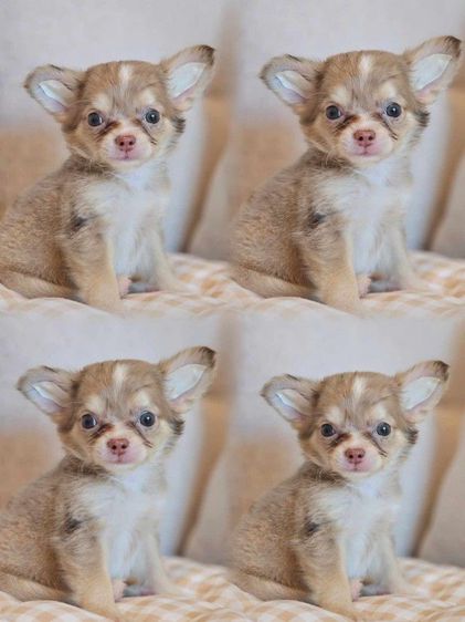 ชิวาวา (Chihuahua) เล็ก ชิวาว่าเพศเมียสีช๊อคเมอร์3เดือน