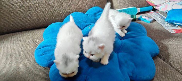 น้องแมวเปอร์เซียสีขาวแท้ๆ รูปที่ 7