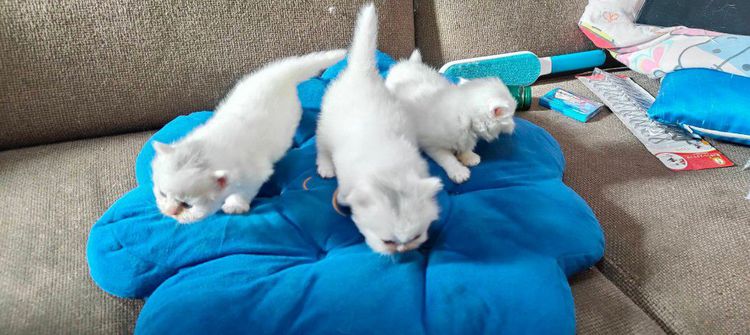 น้องแมวเปอร์เซียสีขาวแท้ๆ รูปที่ 4