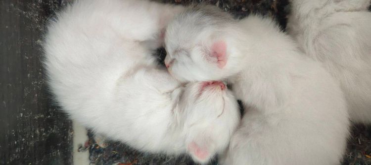 น้องแมวเปอร์เซียสีขาวแท้ๆ รูปที่ 2