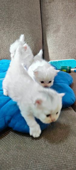 น้องแมวเปอร์เซียสีขาวแท้ๆ รูปที่ 9