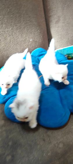 น้องแมวเปอร์เซียสีขาวแท้ๆ รูปที่ 5