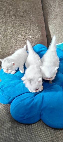 น้องแมวเปอร์เซียสีขาวแท้ๆ รูปที่ 3
