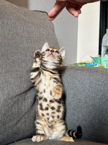 เบงกอล (Bengal House Cat) แมวเบงกอลแท้