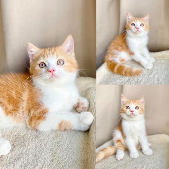 สก็อตติช โฟลด์ (Scottish Fold) แมวส้ม แมวสก็อตติช หูตั้ง เด็กชาย ตัวผู้ Scottish Fold 