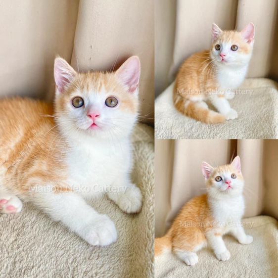 สก็อตติช โฟลด์ (Scottish Fold) แมวส้ม แมวสก็อตติช หูตั้ง เด็กชาย เพศผู้ Scottish Fold