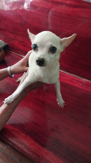 ชิวาวา (Chihuahua) เล็ก ขายชิวาว่า 8 เดือน ขนยาวขนสั้นขอเป็นเน้นโทรนะครับจะสะดวก0619613762 ราคา3000-3500 อ.หนองเรือ จ.ขอนแก่น