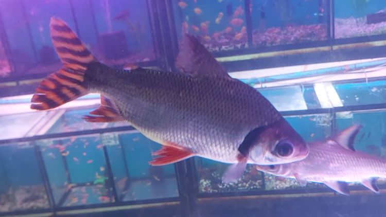 ปลาอินซีเนตหางแดง รูปที่ 3