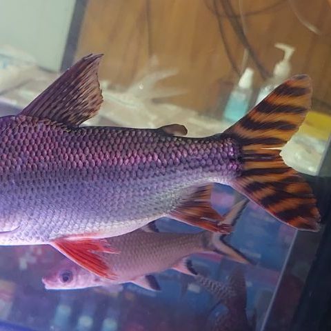 ปลาอินซีเนตหางแดง รูปที่ 2