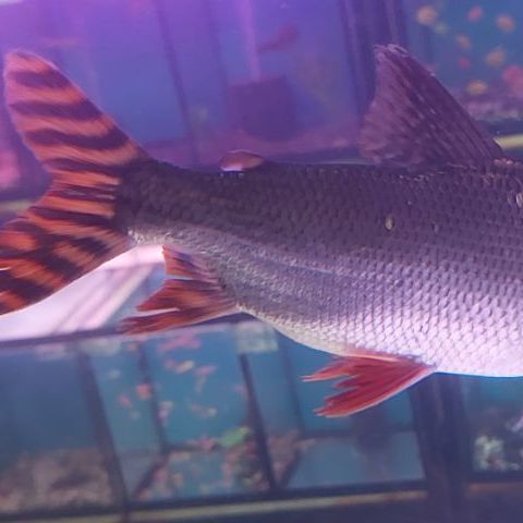 ปลาอินซีเนตหางแดง รูปที่ 4