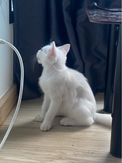 ลูกแมวสก็อตติช สีขาว ตาฟ้า ดช. 3 เดือนกว่า ราคาแบ่งเบาประชากรแมวว รูปที่ 5