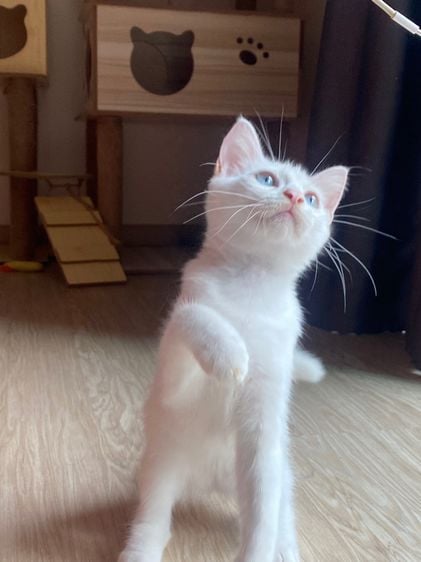 ลูกแมวสก็อตติช สีขาว ตาฟ้า ดช. 3 เดือนกว่า ราคาแบ่งเบาประชากรแมวว รูปที่ 1