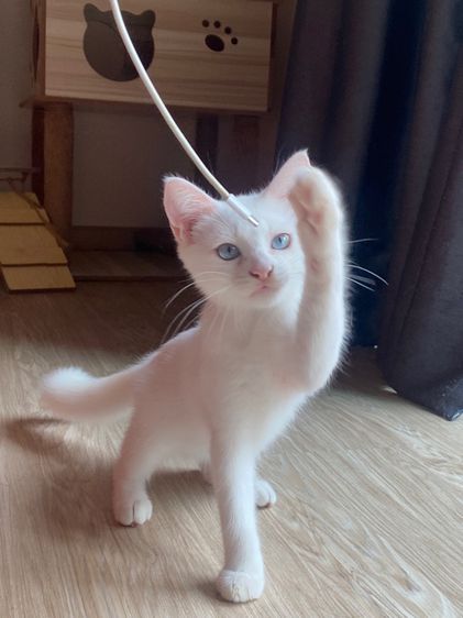 ลูกแมวสก็อตติช สีขาว ตาฟ้า ดช. 3 เดือนกว่า ราคาแบ่งเบาประชากรแมวว รูปที่ 7