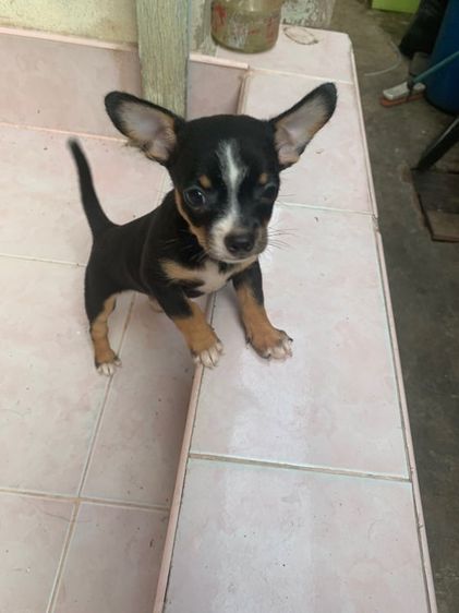 ชิวาวา (Chihuahua) เล็ก คุณชายชิวาวา