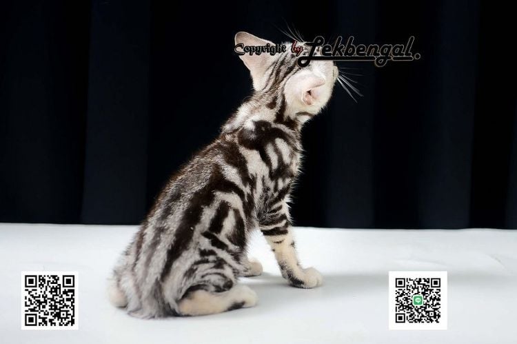 ขายลูกแมว อเมริกันชอตแฮร์ American Shorthair อายุเกือบ 2 เดือน สีซิลเวอร์ วัคซีนแล้ว รูปที่ 2