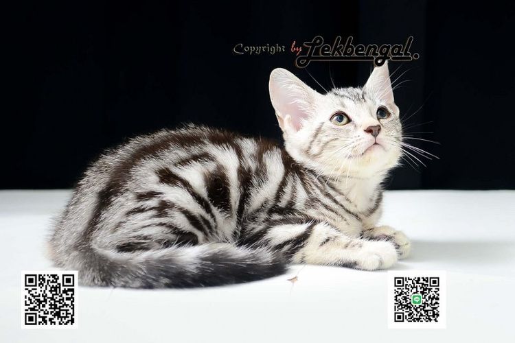 ขายลูกแมว อเมริกันชอตแฮร์ American Shorthair อายุเกือบ 2 เดือน สีซิลเวอร์ วัคซีนแล้ว รูปที่ 5
