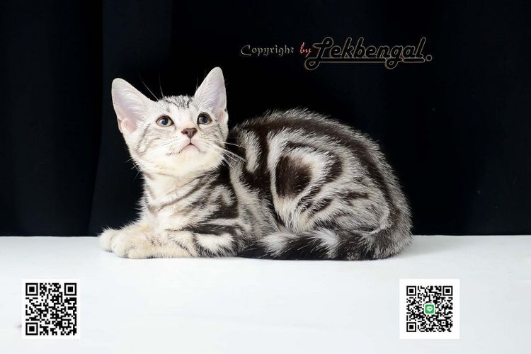 ขายลูกแมว อเมริกันชอตแฮร์ American Shorthair อายุเกือบ 2 เดือน สีซิลเวอร์ วัคซีนแล้ว รูปที่ 8