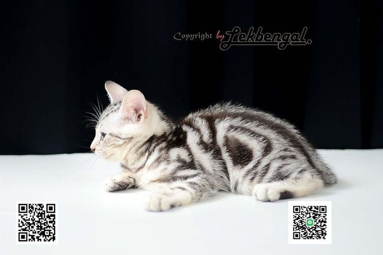 ขายลูกแมว อเมริกันชอตแฮร์ American Shorthair อายุเกือบ 2 เดือน สีซิลเวอร์ วัคซีนแล้ว รูปที่ 3