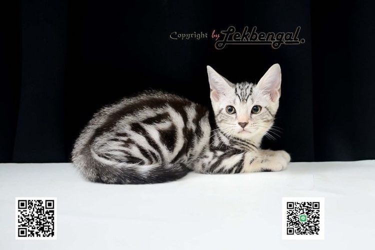 อเมริกัน ชอร์ตแฮร์ (American Shorthair) ขายลูกแมว อเมริกันชอตแฮร์ American Shorthair อายุเกือบ 2 เดือน สีซิลเวอร์ วัคซีนแล้ว