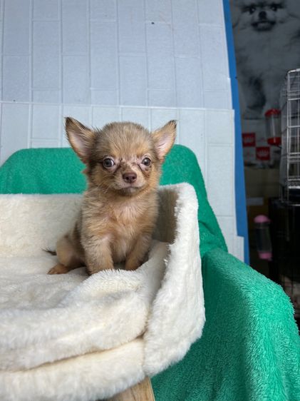 ชิวาวา (Chihuahua) เล็ก ลูกชิวาวาขนยาว