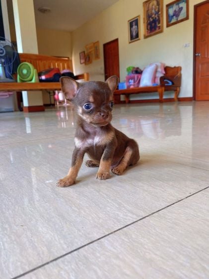 ชิวาวา (Chihuahua) ชิวาวาขนสั้นแท้ เพศผู้ ไซร์เล็กจิ๋ว